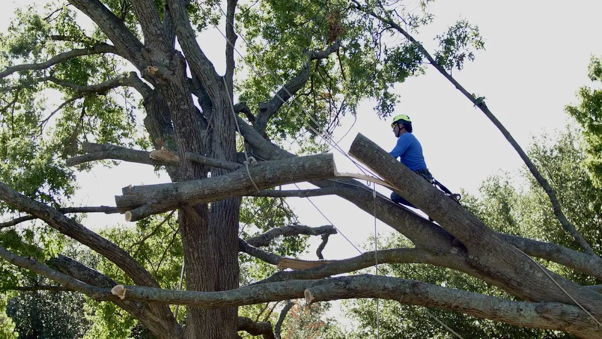 Professional Crown Thinning performed by certified arborists in Leland