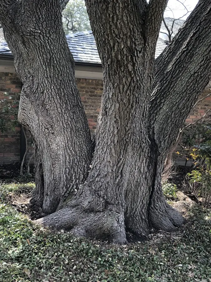 Mature heritage tree close to a Leland property cared for by certified arborists